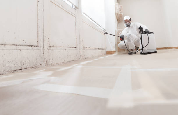 Black mold remediation team in Cary